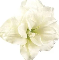 Amaryllis (Hippeastrum 'Alfresco') D 13 H 25 cm