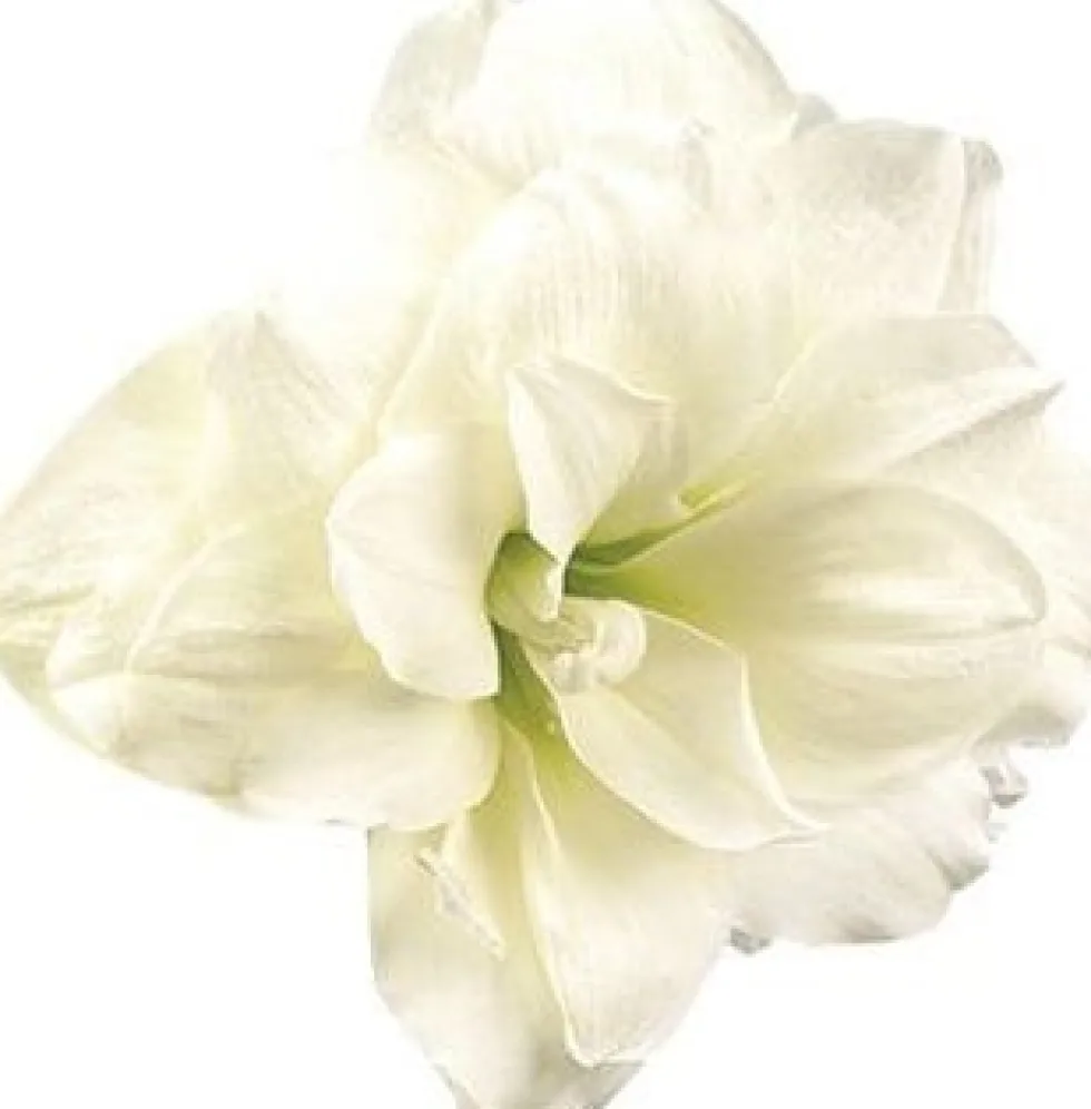 Amaryllis (Hippeastrum 'Alfresco') D 13 H 25 cm