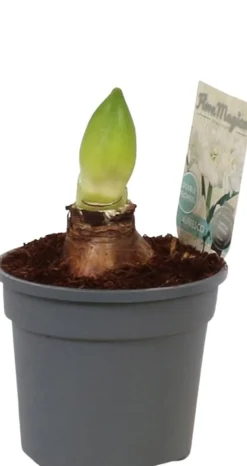 Amaryllis (Hippeastrum 'Alfresco') D 13 H 25 cm