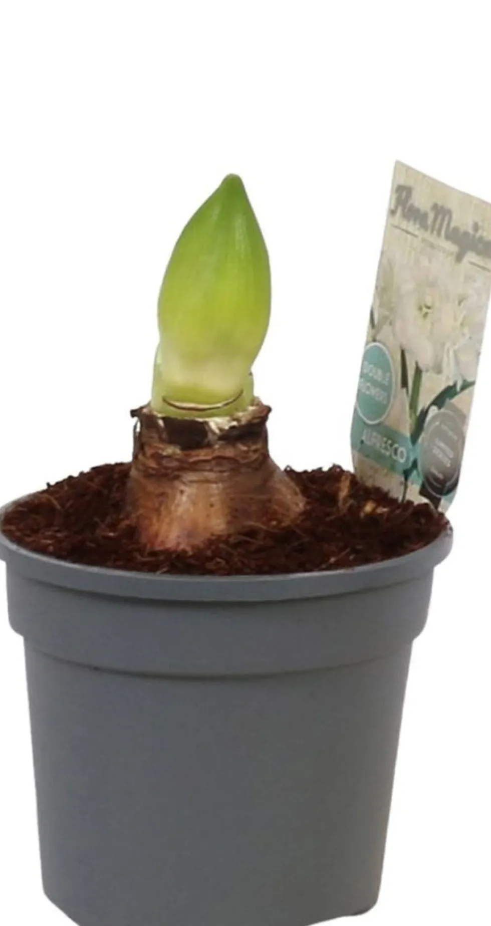 Amaryllis (Hippeastrum 'Alfresco') D 13 H 25 cm
