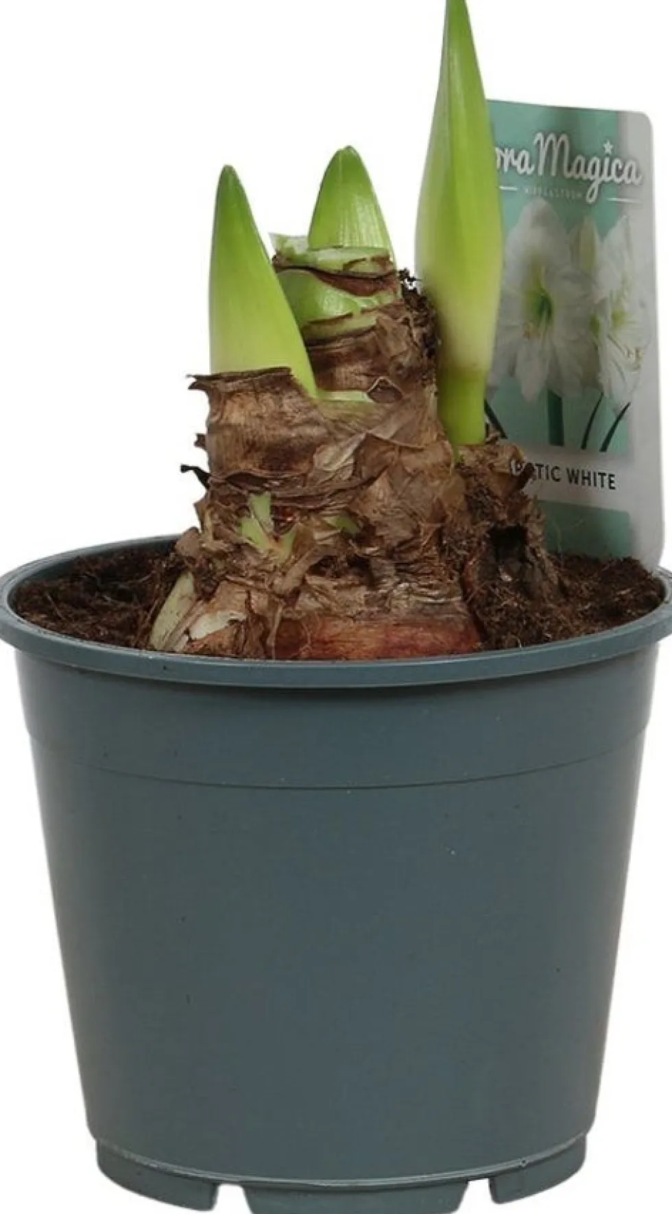 Amaryllis (Hippeastrum 'Arctic White') D 14 H 25 cm