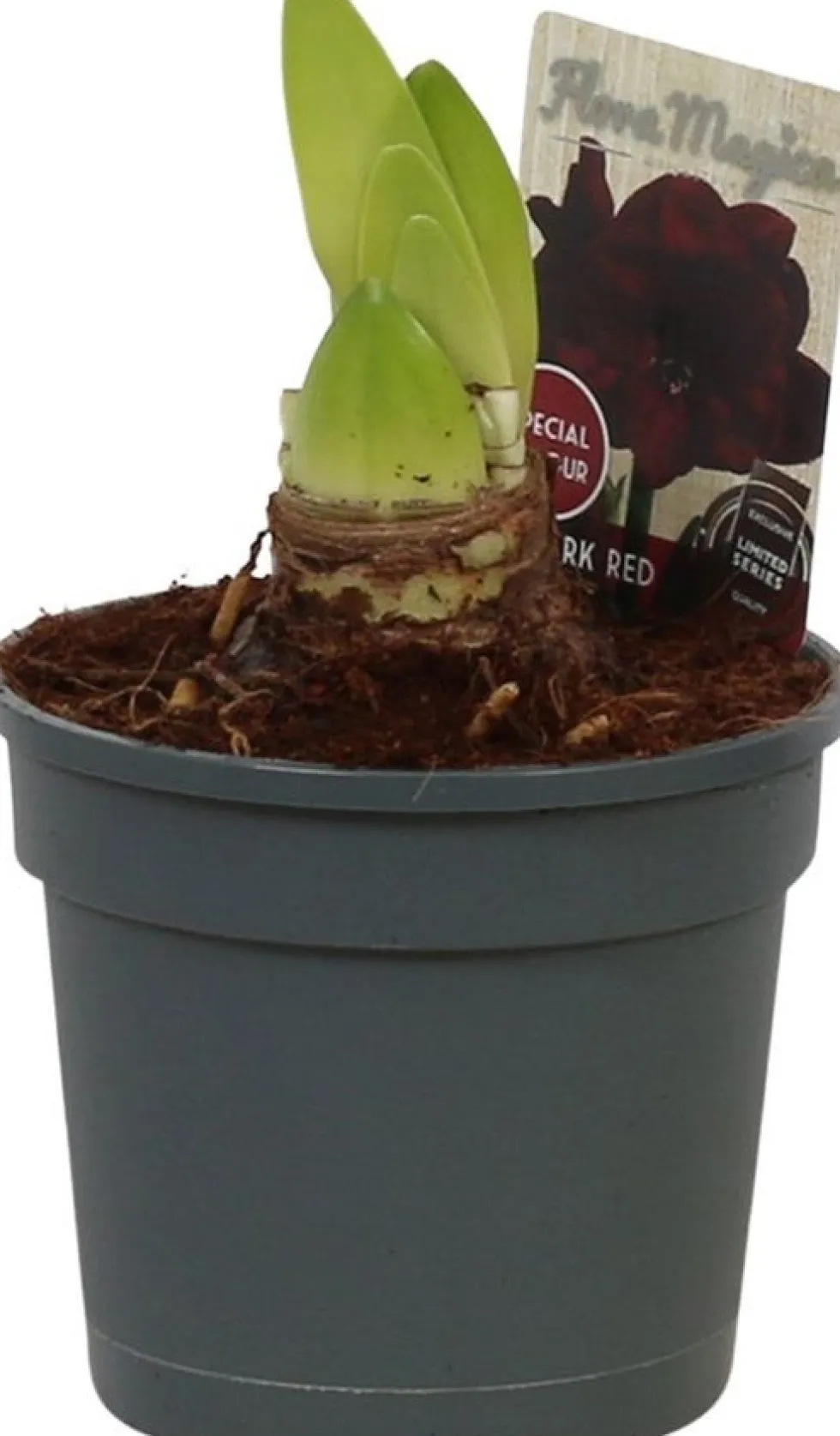 Amaryllis (Hippeastrum 'Dark Red') D 13 H 25 cm