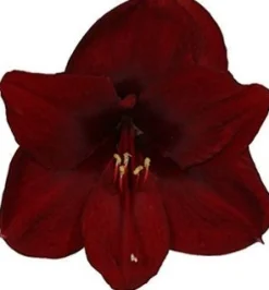 Amaryllis (Hippeastrum 'Dark Red') D 13 H 25 cm