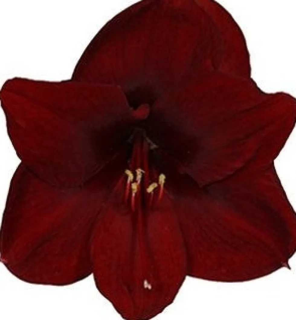 Amaryllis (Hippeastrum 'Dark Red') D 13 H 25 cm