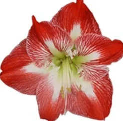 Amaryllis (Hippeastrum 'Exotic Striped') D 14 H 25 cm