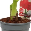 Amaryllis (Hippeastrum 'Red Peacock') D 13 H 25 cm