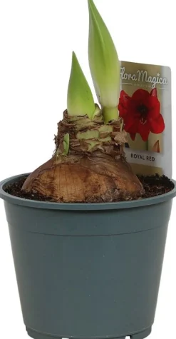 Amaryllis (Hippeastrum 'Royal Red') D 14 H 25 cm