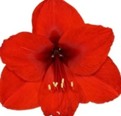 Amaryllis (Hippeastrum 'Royal Red') D 14 H 25 cm
