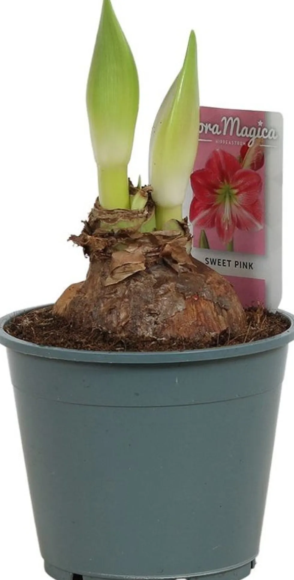 Amaryllis (Hippeastrum 'Sweet Pink') D 14 H 25 cm