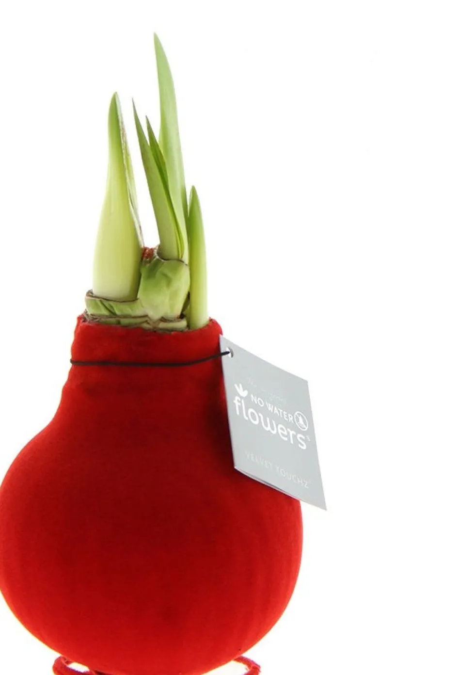 Amaryllis in wax (Hippeastrum Waxz 'Velvet Touchz Red') H 15 cm