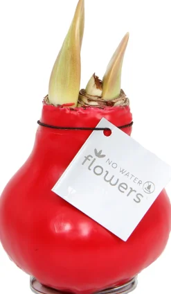 Amaryllis in wax (Hippeastrum 'Waxz Red') H 15 cm