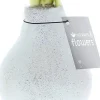 Amaryllis in wax (Hippeastrum Waxz 'Eco Glitterz White') H 15 cm