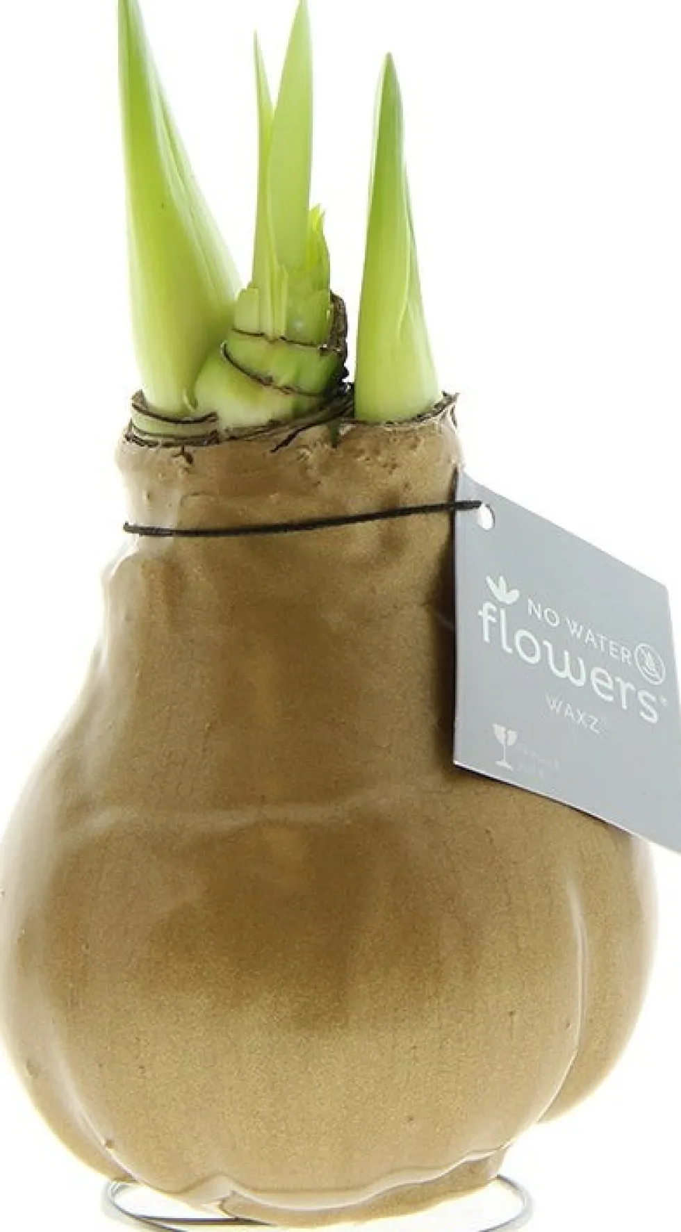 Amaryllis in wax (Hippeastrum 'Waxz Gold') H 15 cm