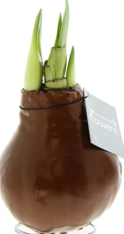 Amaryllis in wax (Hippeastrum 'Waxz Copper') H 15 cm