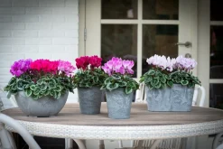 Artstone plantenschaal Fiona D 25 H 12 cm grijs