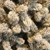 Black Box kunstkerstboom Charlton besneeuwd D 76 H 120 cm