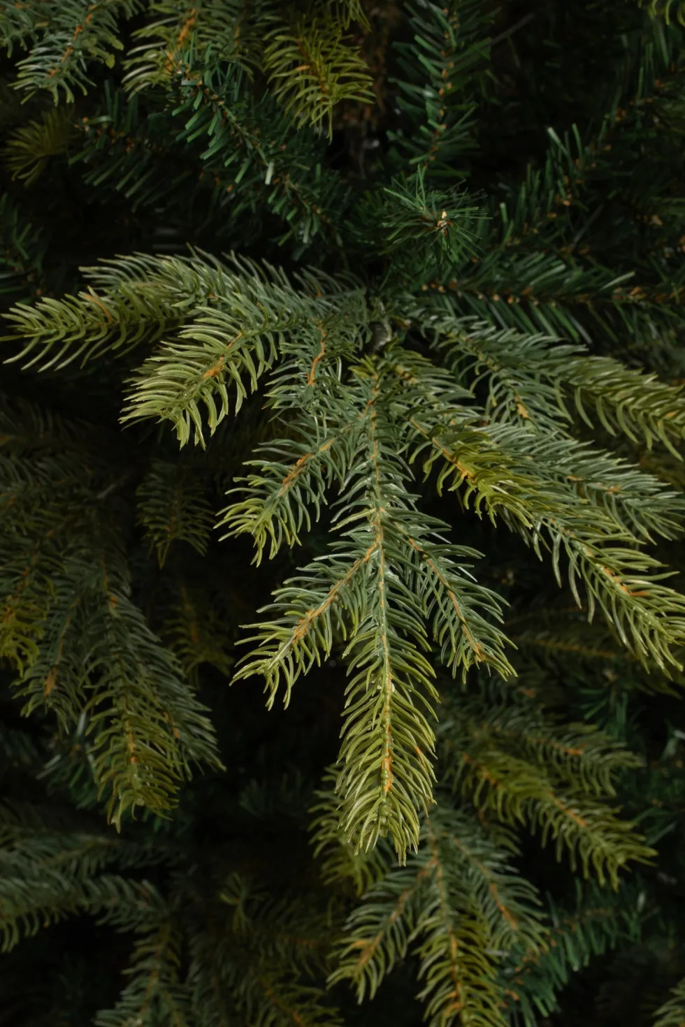 Black Box kunstkerstboom Grand Fir D 132 H 185 cm