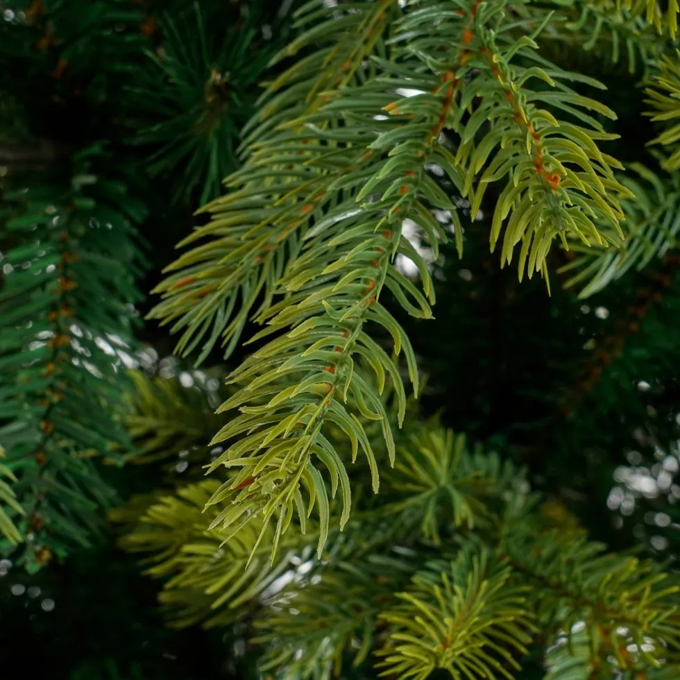Black Box kunstkerstboom Grand Fir D 112 H 155 cm