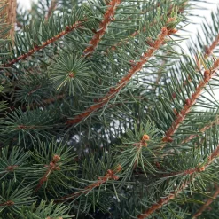 Blauwspar kerstboom in pot 60 - 80 cm