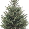 Blauwspar kerstboom in pot 125 - 150 cm