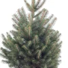 Blauwspar kerstboom in pot 100 - 125 cm