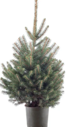 Blauwspar kerstboom in pot 100 - 125 cm