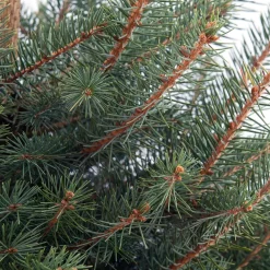 Blauwspar kerstboom in pot 100 - 125 cm