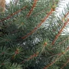 Blauwspar kerstboom in pot 80 - 100 cm