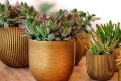 Capi Europe bloempot Groove bol goud D 17,5 H 14,5 cm