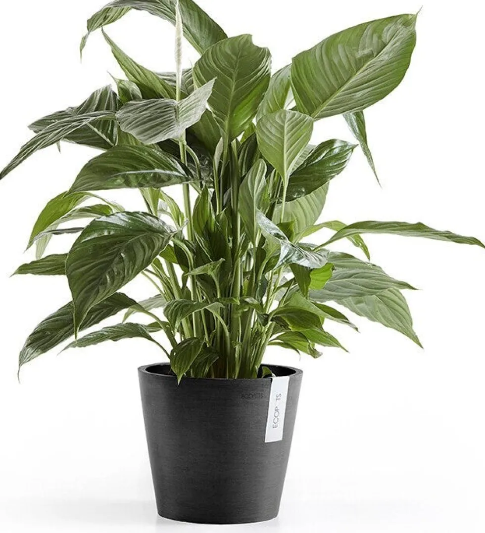 Ecopots bloempot Amsterdam donkergrijs D 20 H 17,1 cm
