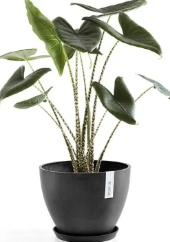 Ecopots plantenschotel Amsterdam donkergrijs D 44,5 H 3,5 cm