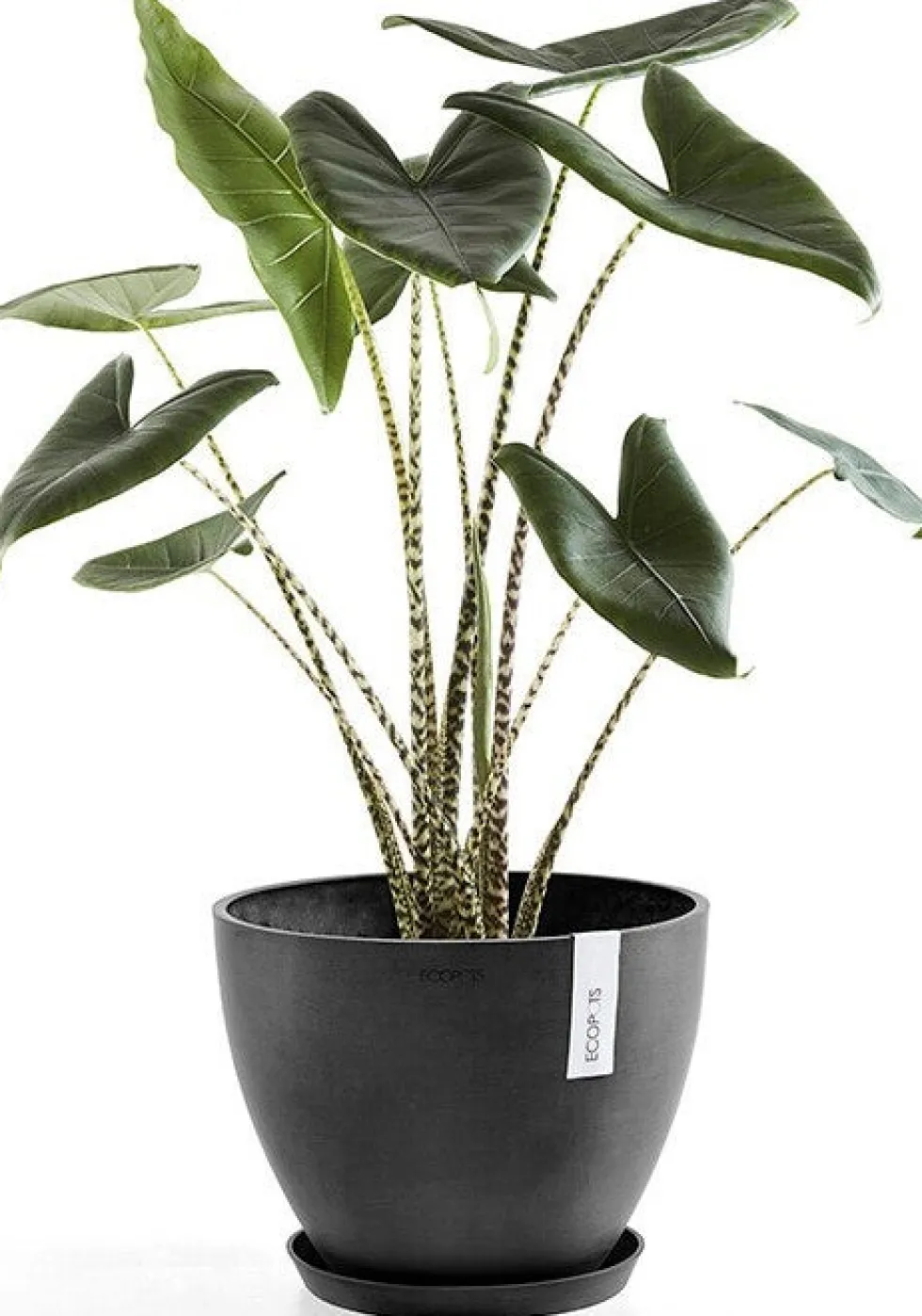Ecopots plantenschotel Amsterdam donkergrijs D 44,5 H 3,5 cm