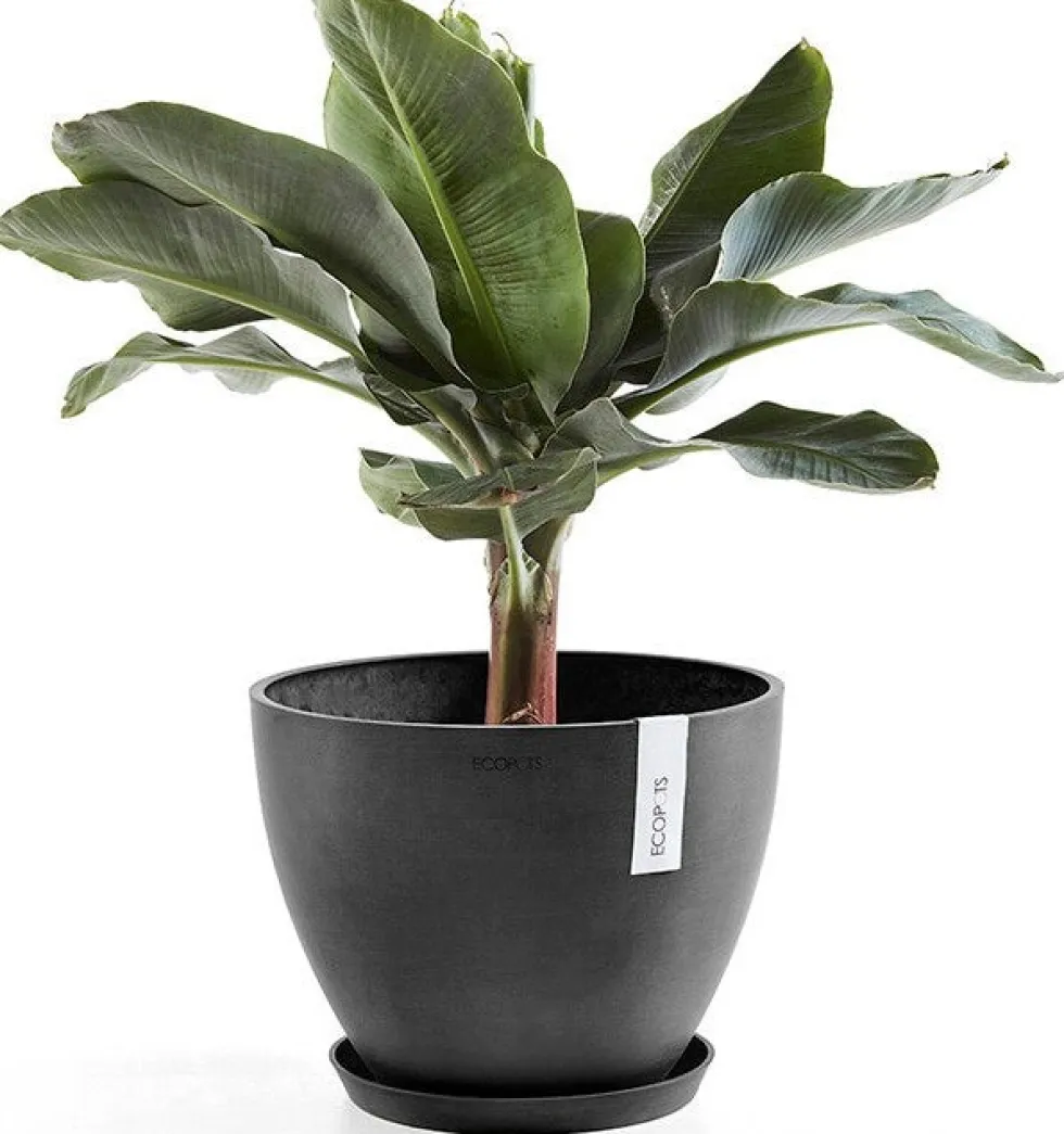 Ecopots plantenschotel Amsterdam donkergrijs D 28,7 H 3 cm