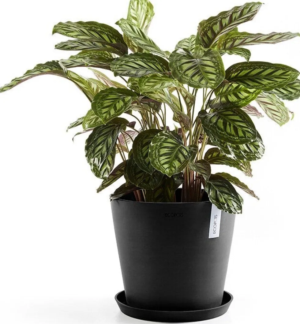 Ecopots plantenschotel Amsterdam donkergrijs D 28,7 H 3 cm