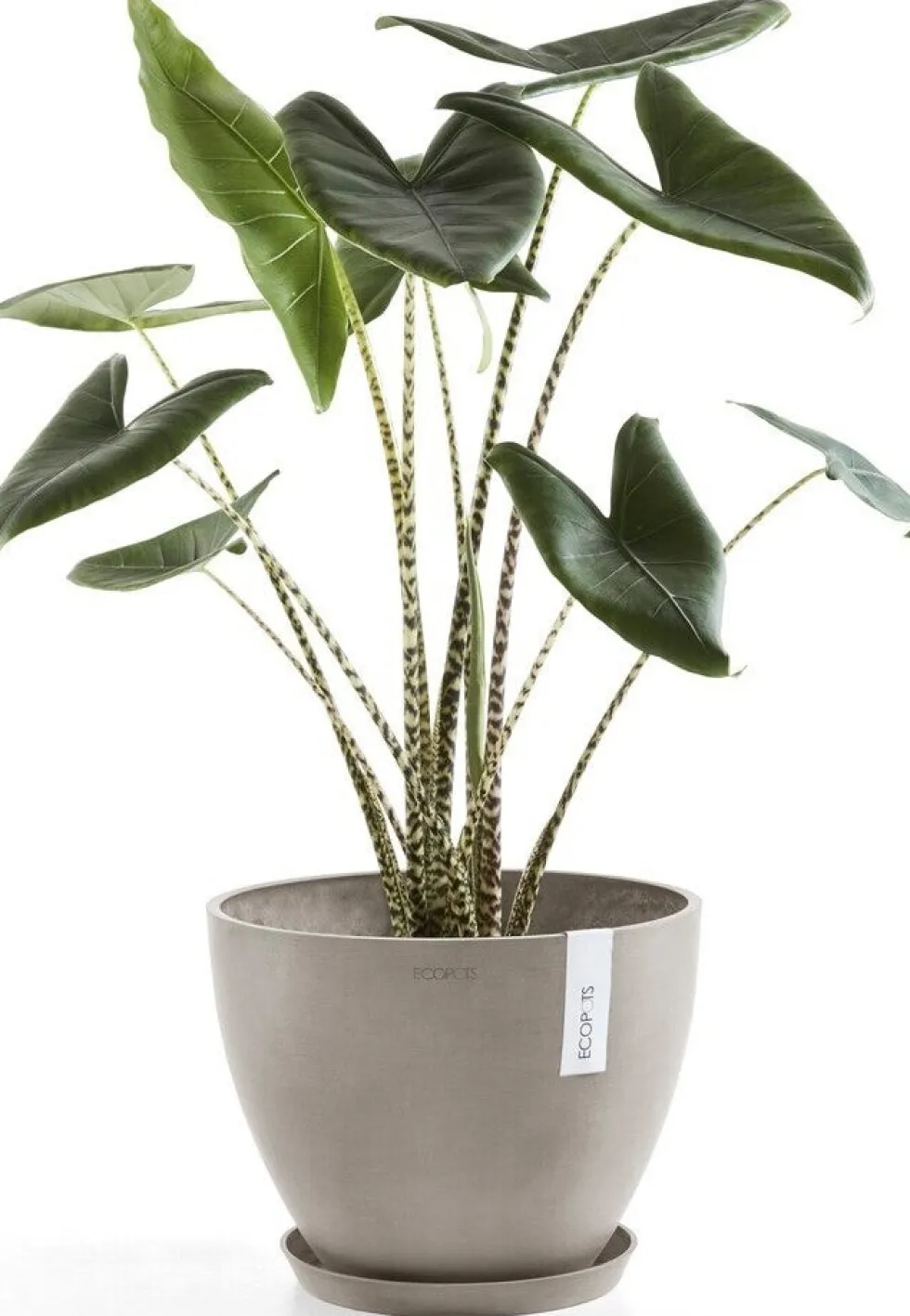 Ecopots plantenschotel Amsterdam taupe D 44,5 H 3,5 cm