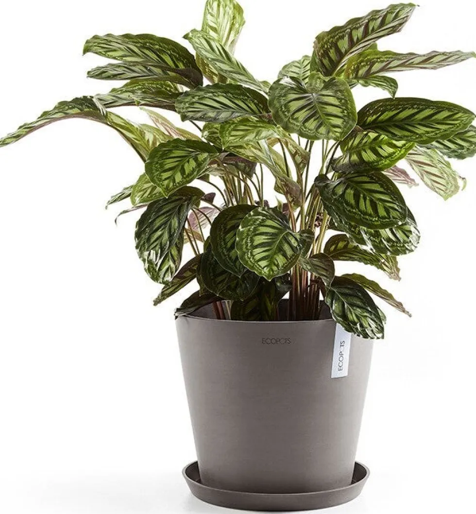 Ecopots plantenschotel Amsterdam taupe D 28,7 H 3 cm