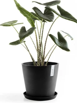 Ecopots plantenschotel Amsterdam donkergrijs D 36,5 H 3,5 cm