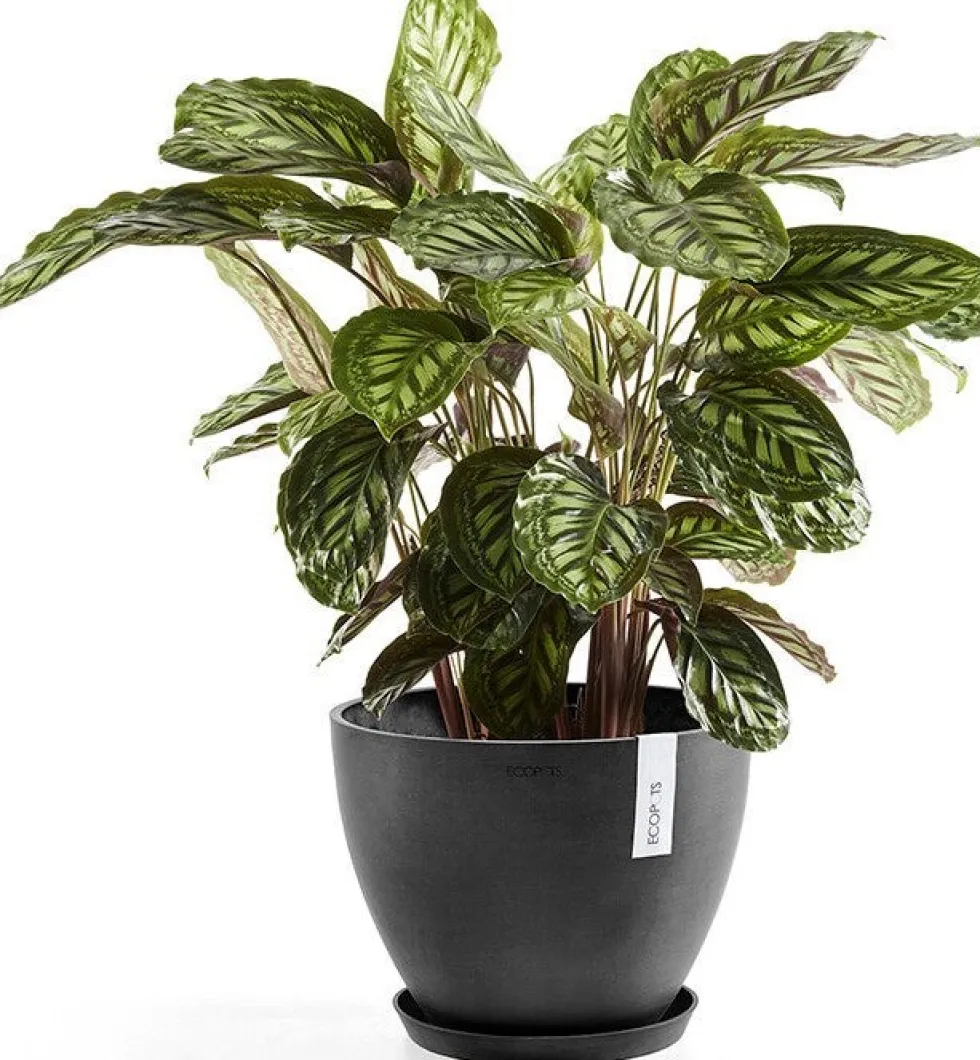 Ecopots plantenschotel Amsterdam donkergrijs D 36,5 H 3,5 cm