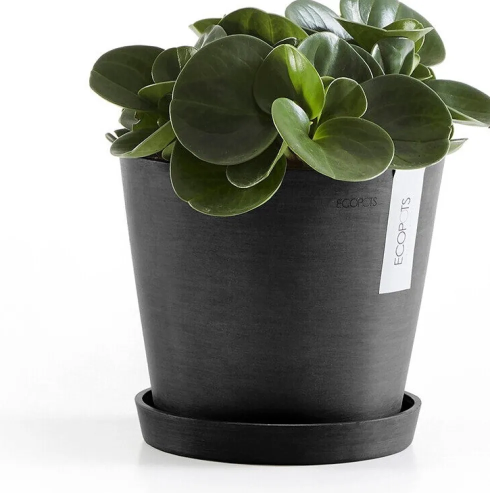 Ecopots plantenschotel Amsterdam donkergrijs D 18 H 2,5 cm