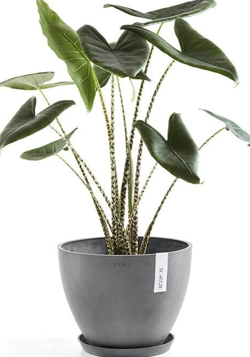 Ecopots plantenschotel Amsterdam grijs D 44,5 H 3,5 cm
