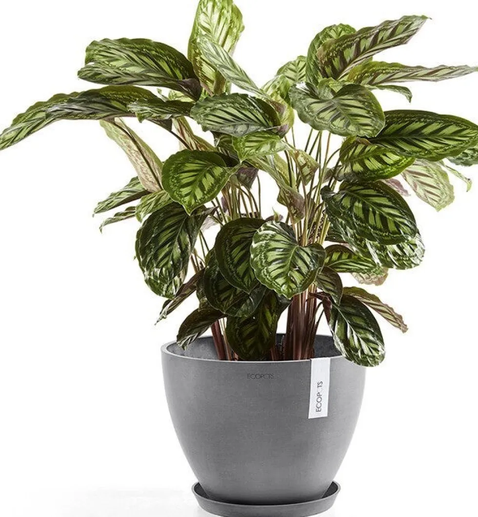 Ecopots plantenschotel Amsterdam grijs D 36,5 H 3,5 cm