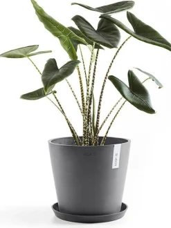 Ecopots plantenschotel Amsterdam grijs D 36,5 H 3,5 cm