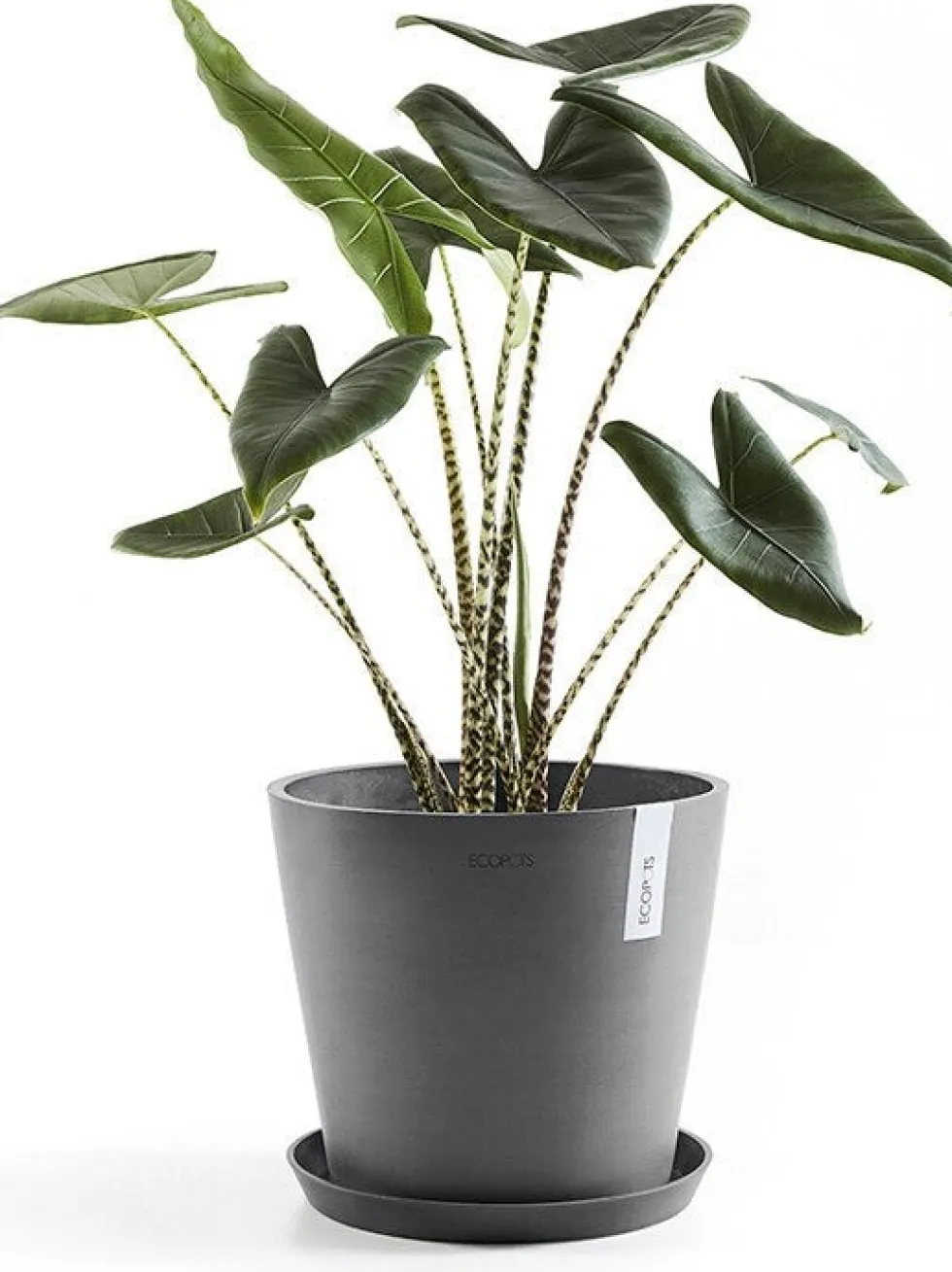 Ecopots plantenschotel Amsterdam grijs D 36,5 H 3,5 cm