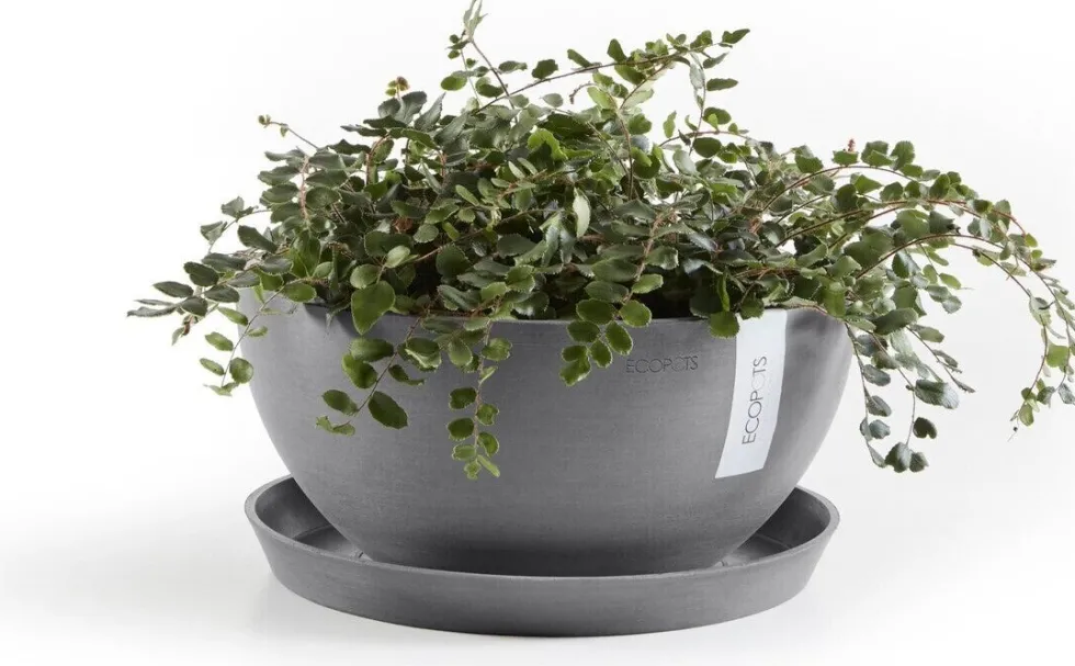 Ecopots plantenschotel Amsterdam grijs D 21 H 2,5 cm