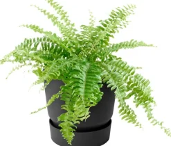 Elho balkonbak met waterreservoir Greenville zwart D 25,1 H 23,7 cm