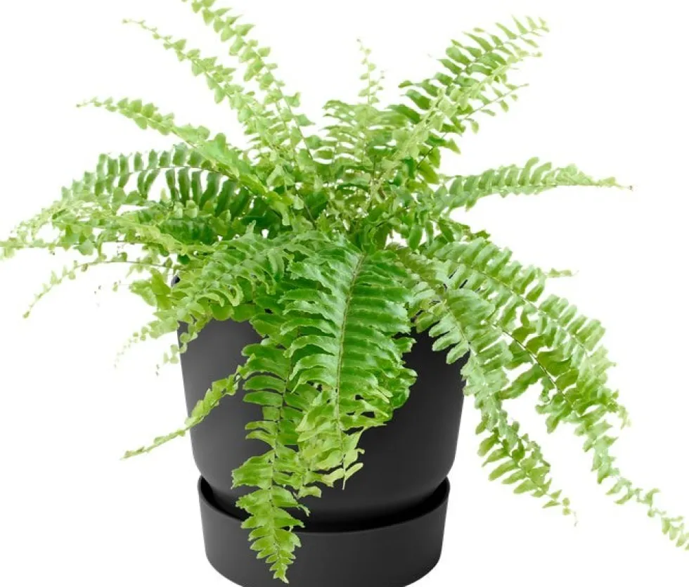 Elho balkonbak met waterreservoir Greenville zwart D 25,1 H 23,7 cm