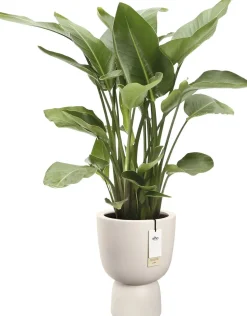 Elho bloempot Amber Coupe wit 35 D 49 H cm