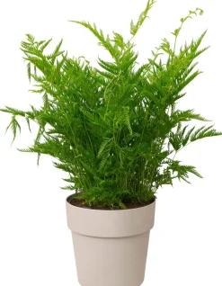 Elho bloempot B. for original rond D 14 H 12,8 cm grijs