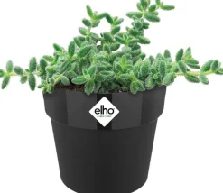 Elho bloempot B. for original zwart D 6,6 H 6 cm