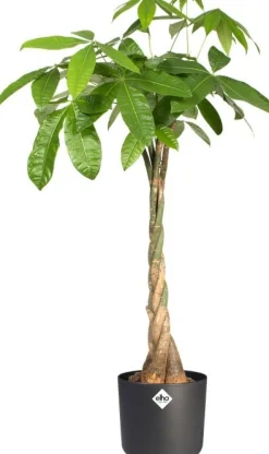 Elho bloempot B. for soft antraciet D 13,8 H 12,5 cm